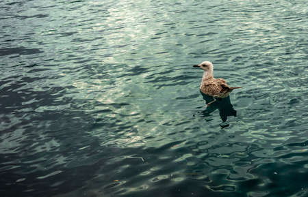 Seagull swimming in green sea aloneの写真素材