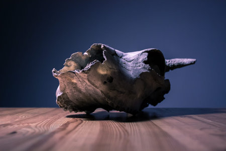 Bull Head Skull on Wooden Table