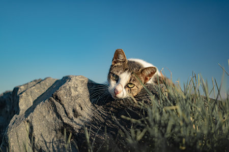 Portrait of cat looking down from the rock with blue skyの写真素材