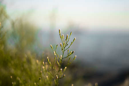 close-up branch plant sea and sky backgroundの写真素材
