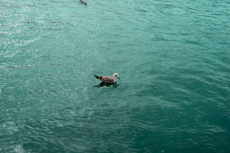 Seagull swimming in green sea aloneの写真素材