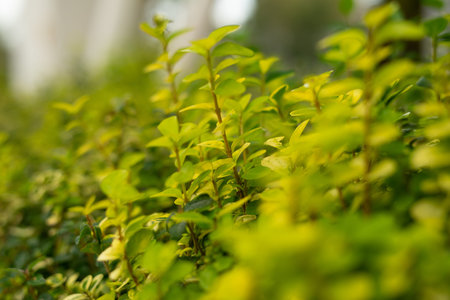 Tiny green leaves close up