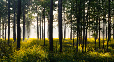 Wild Sunflowers under a canopy of pine trees as the early morning sun shines throughの写真素材
