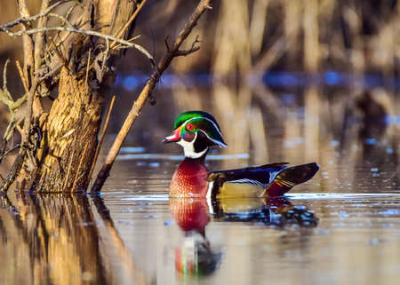 Drake Wood Duck basks in the sunlightの写真素材