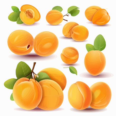 Apricot fruit set. Vector illustration of apricot fruits.のイラスト素材