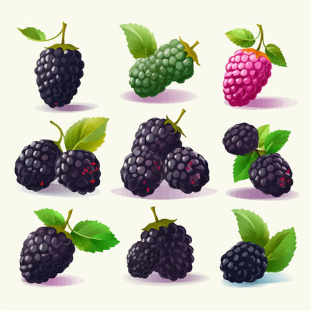 Ripe blackberries with green leaves. Vector illustration of berries.のイラスト素材