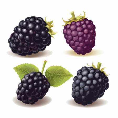 blackberry set. Ripe berry with leaves. vector illustrationのイラスト素材