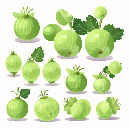 Gooseberries with leaves isolated on white background. vector illustration.のイラスト素材