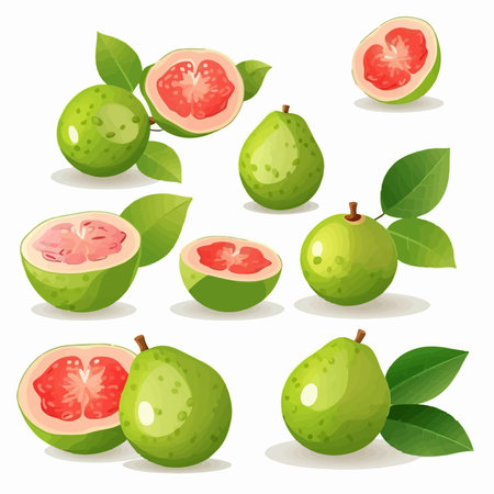 Set of fresh guava fruits with green leaves. vector illustration.のイラスト素材