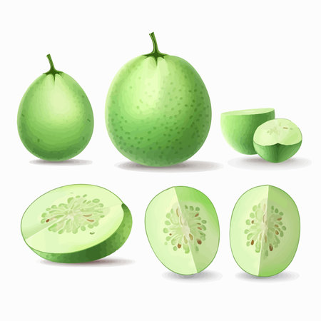 Illustration of green guava isolated on white background. vector illustration.のイラスト素材