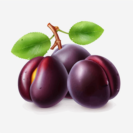 Plum vector illustration. Fresh ripe plums with leaves isolated on white background.のイラスト素材