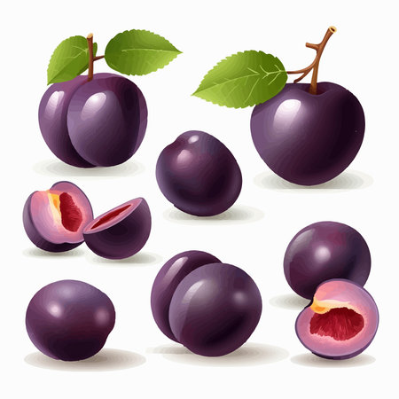 Plum set. Realistic illustration of plum set for web designのイラスト素材