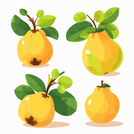 Set of quince fruits with leaves. Vector illustration in cartoon style.のイラスト素材