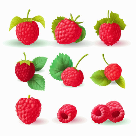 Raspberry set isolated on white background. Realistic vector illustration.のイラスト素材