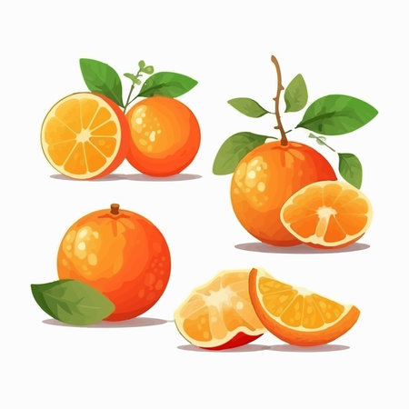 Citrus fruit vector set. Tangerine, mandarin, clementine, tangerine, mandarinのイラスト素材