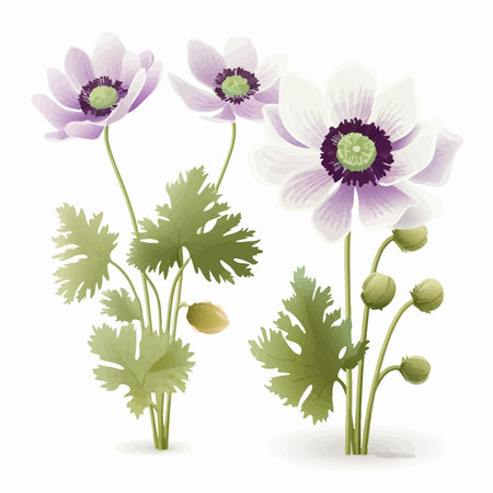 Anemone flowers isolated on a white background. vector illustration.のイラスト素材