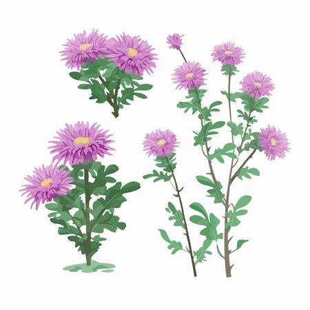 Aster flowers set. isolated on white background. vector illustration.のイラスト素材