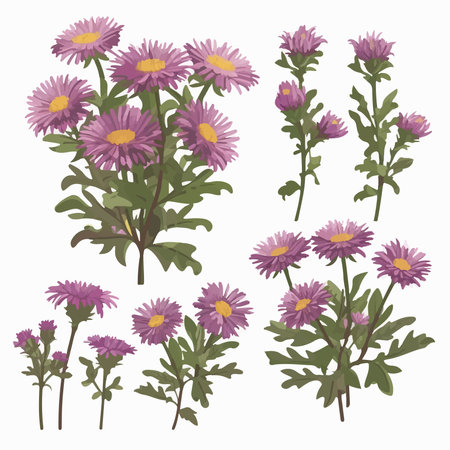 Aster flowers set. isolated on a white background. vector illustration.のイラスト素材