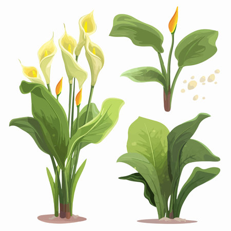 Set of calla lily flowers. Vector illustration isolated on white background.のイラスト素材