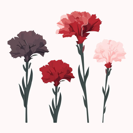 Carnation flowers set. Vector illustration isolated on white background.のイラスト素材