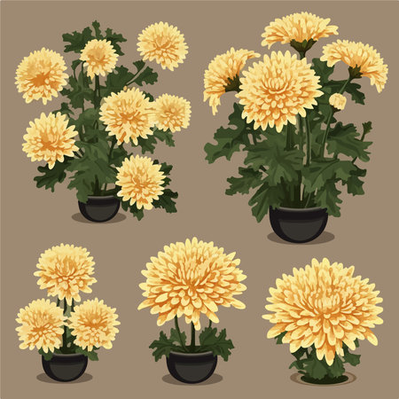 Set of yellow chrysanthemums in pots. vector illustrationのイラスト素材
