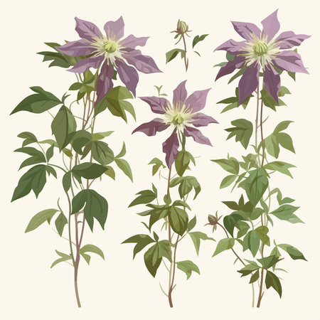 Set of beautiful blooming clematis flowers. vector illustration.のイラスト素材