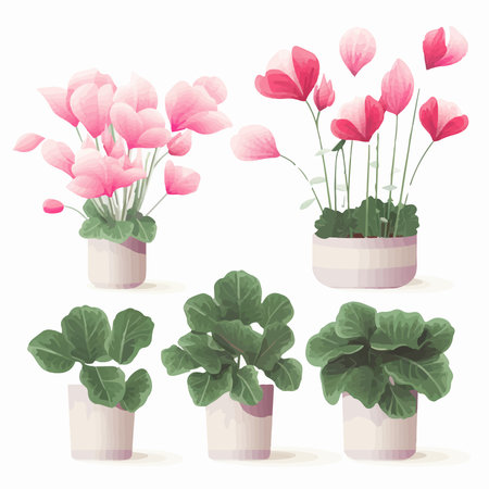 Set of pink cyclamen flowers in a pot. vector illustration.のイラスト素材