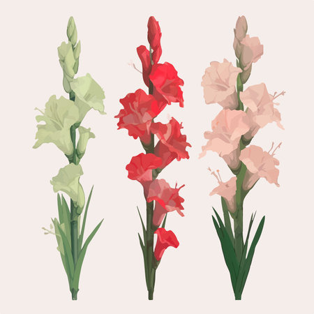 Set of gladiolus flowers. Vector illustration in vintage style.のイラスト素材