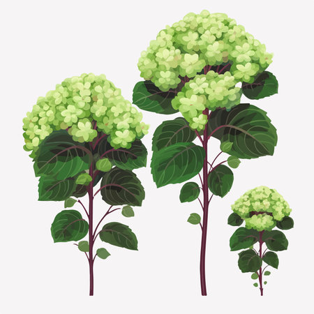 Hydrangea plant. Vector illustration of a hydrangea.のイラスト素材