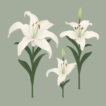 White lily flowers set. Vector illustration of lily flowers.のイラスト素材