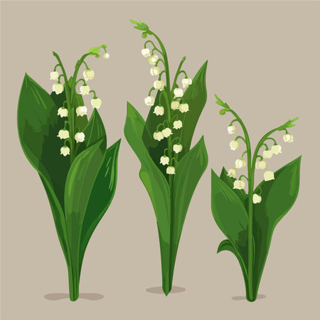 Lily of the valley flowers. Vector illustration in flat style.のイラスト素材