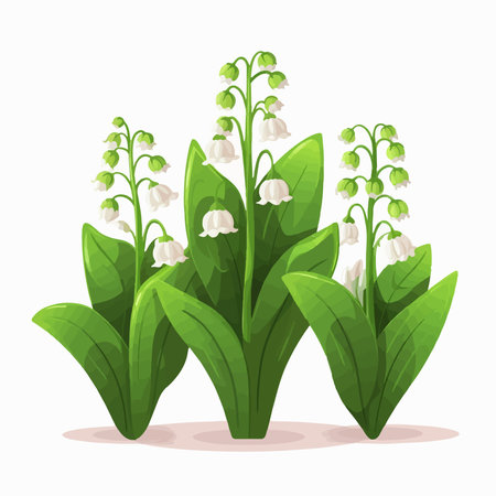 Lily of the valley, vector illustration isolated on white background.のイラスト素材