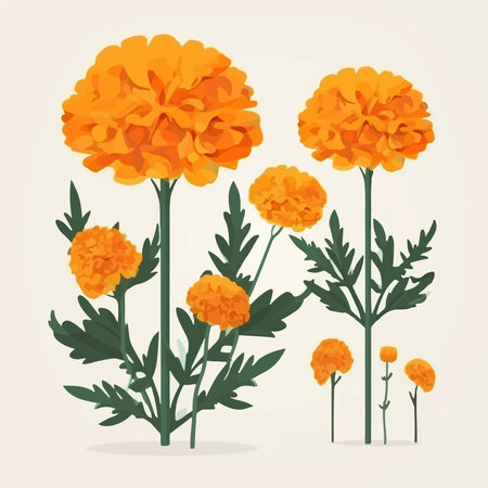 Marigold flowers, vector illustration. marigold flowers.のイラスト素材