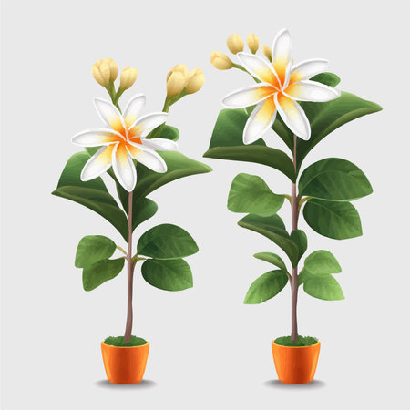 Plumeria flower in a pot. Vector illustration of a plant.のイラスト素材