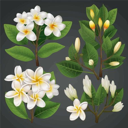 Frangipani flowers set. Vector illustration isolated on black background.のイラスト素材