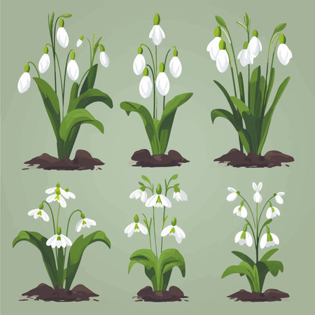 Set of white snowdrop flowers in the ground. vector illustration.のイラスト素材