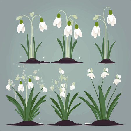 Set of snowdrop flowers. Vector illustration in flat design style.のイラスト素材