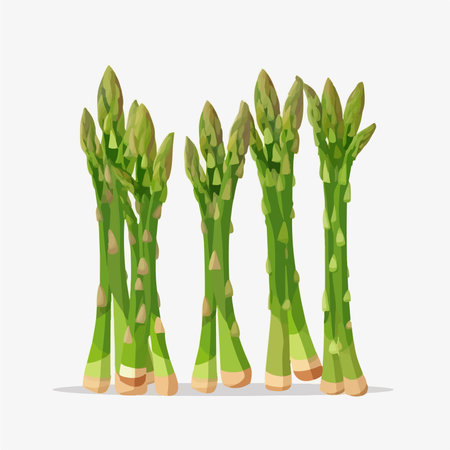 Vector illustration of fresh green asparagus isolated on white background.のイラスト素材