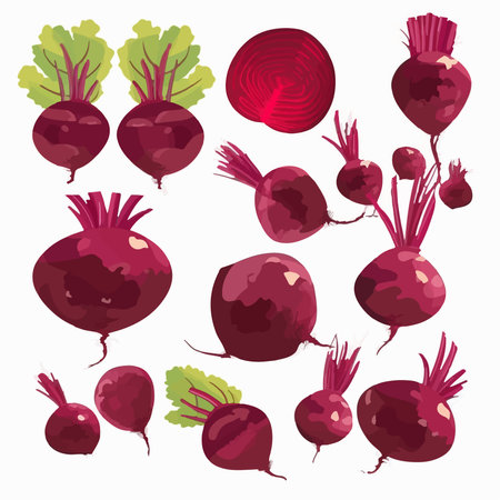 Beetroot set. isolated on white background. vector illustration.のイラスト素材
