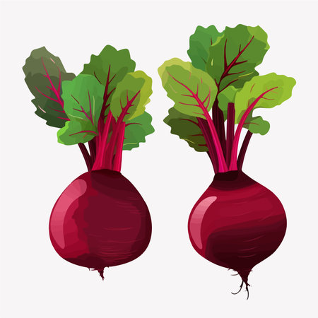 Beeroot vector illustration. Beetroot isolated on white background.