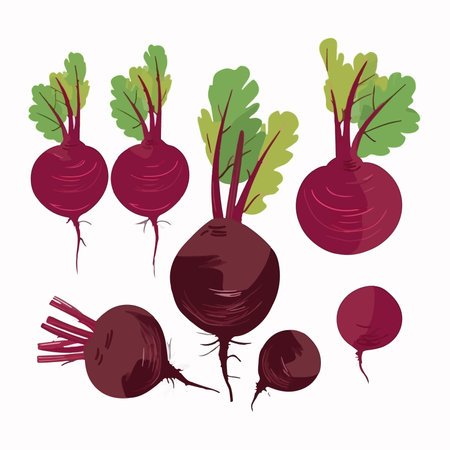 Beetroot set. Isolated vector illustration on white background.のイラスト素材