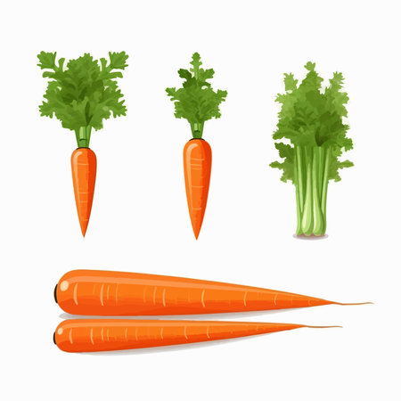 Carrot isolated on white background. vector illustration. Eps 10.のイラスト素材