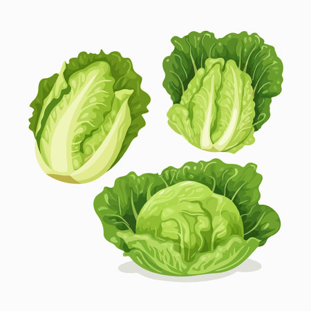 Set of green lettuce isolated on white background. Vector illustration in cartoon style.のイラスト素材