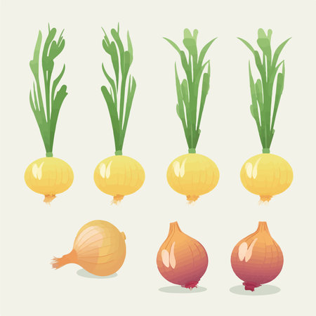 Illustration of a set of fresh onions on a light background.のイラスト素材