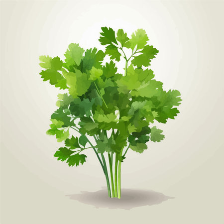 Parsley on a light background. vector illustration. Eps 10のイラスト素材