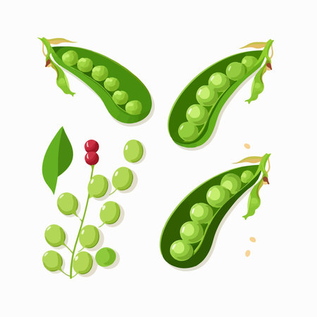 Peas pods with leaves and seeds. Vector illustration isolated on white background.のイラスト素材