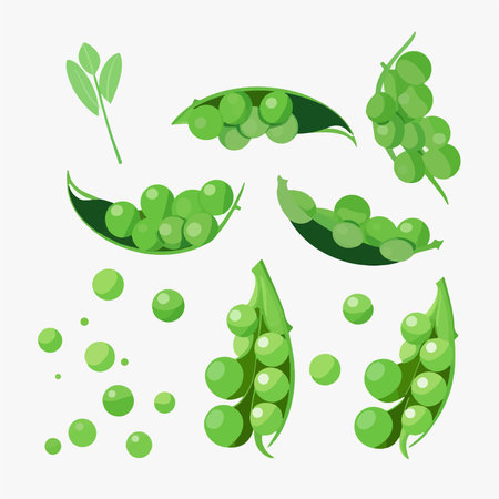 Green peas set. isolated on white background. vector illustration.のイラスト素材