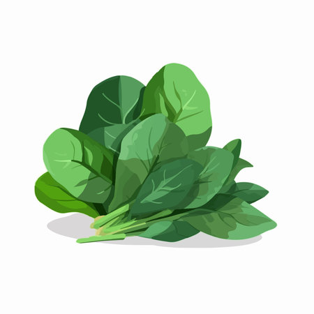 Spinach isolated on white background. Vector illustration in cartoon style.のイラスト素材