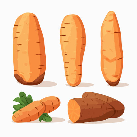 carrot set. Vector illustration of sweet potato isolated on white background.のイラスト素材