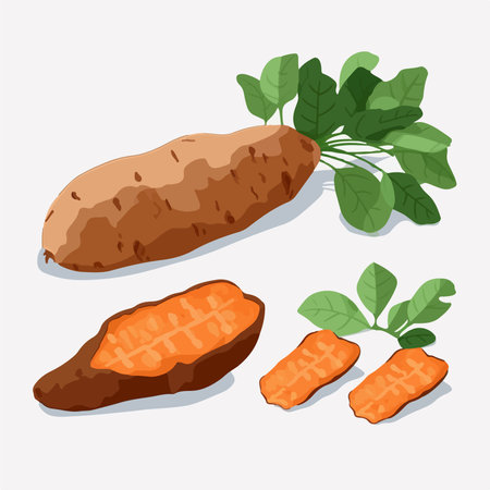 Vector illustration of sweet potatoes. isolated on a white background.のイラスト素材